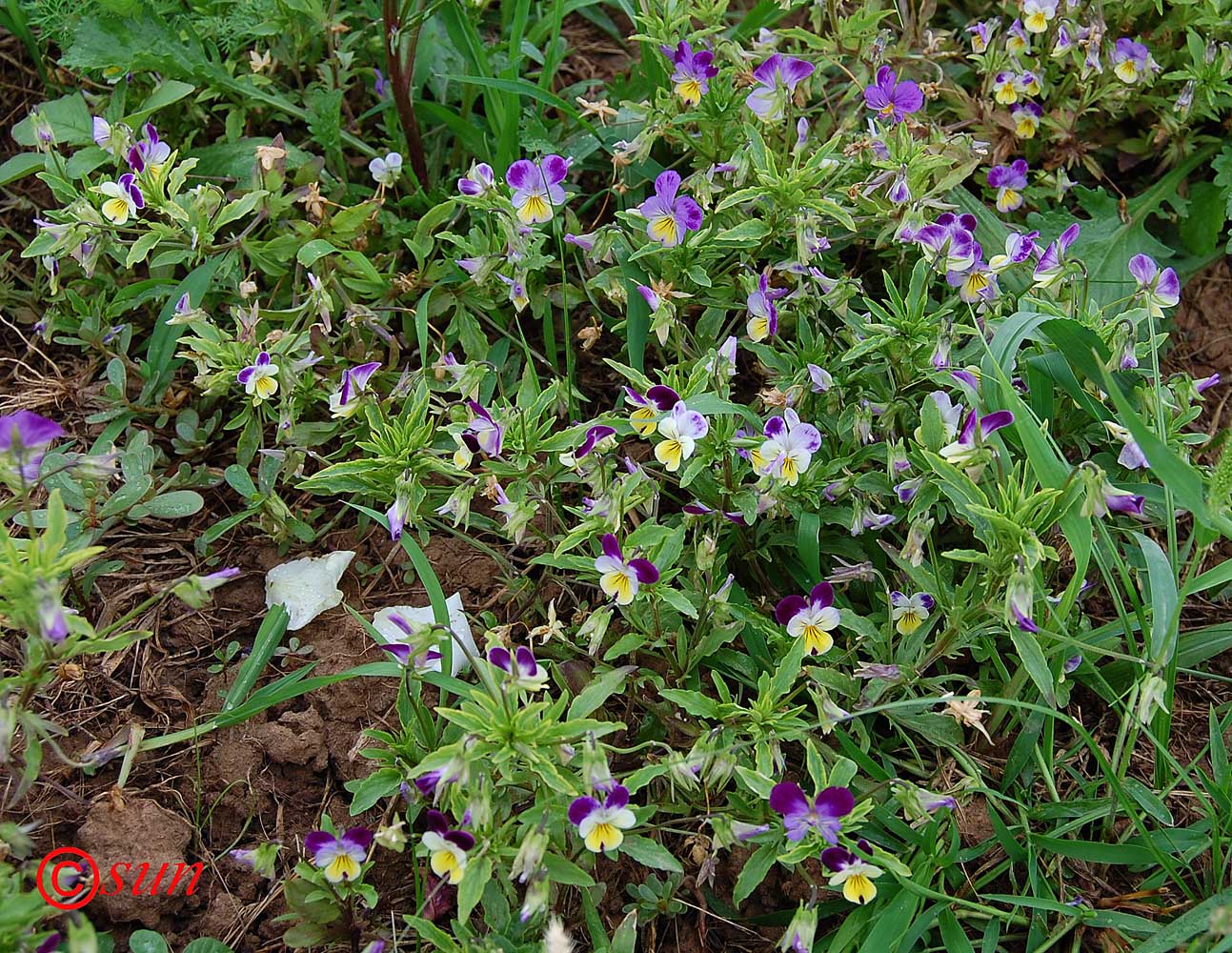 Image of Viola tricolor specimen.
