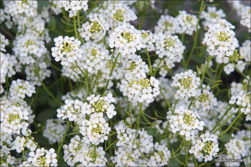 Изображение особи Sobolewskia sibirica.