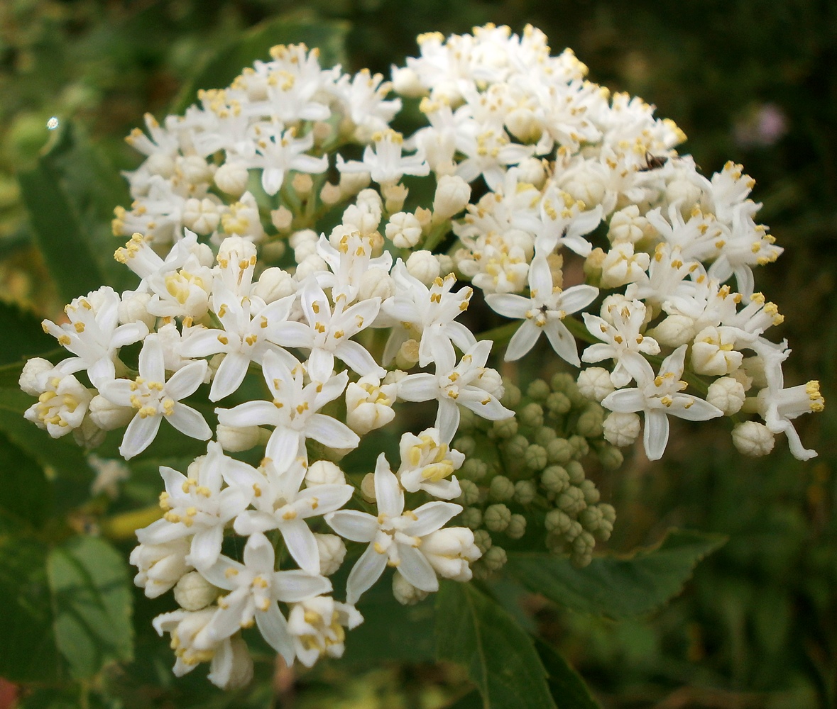 Изображение особи Sambucus ebulus.