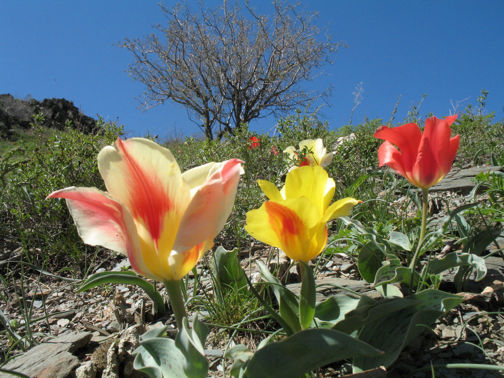 Image of Tulipa greigii specimen.