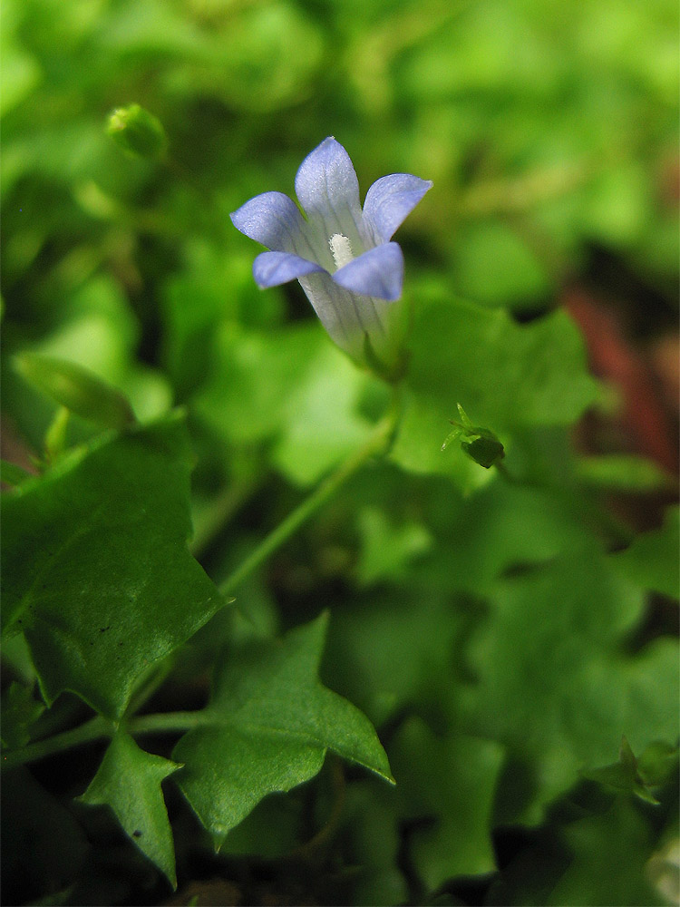 Изображение особи Hesperocodon hederaceus.