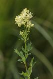 Thalictrum flavum. Верхушка цветущего растения с кормящимся жуком. Ростовская обл., Мясниковский р-н, окр. хут. Мартыново. 21.06.2014.