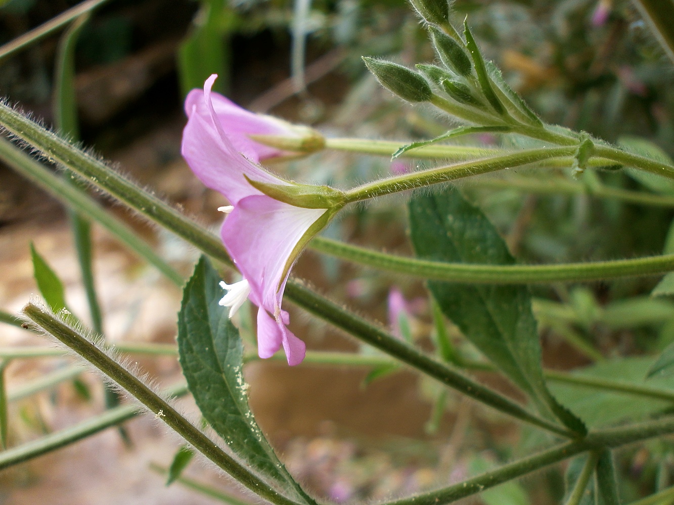 Image of Epilobium hirsutum specimen.