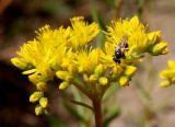 Sedum reflexum