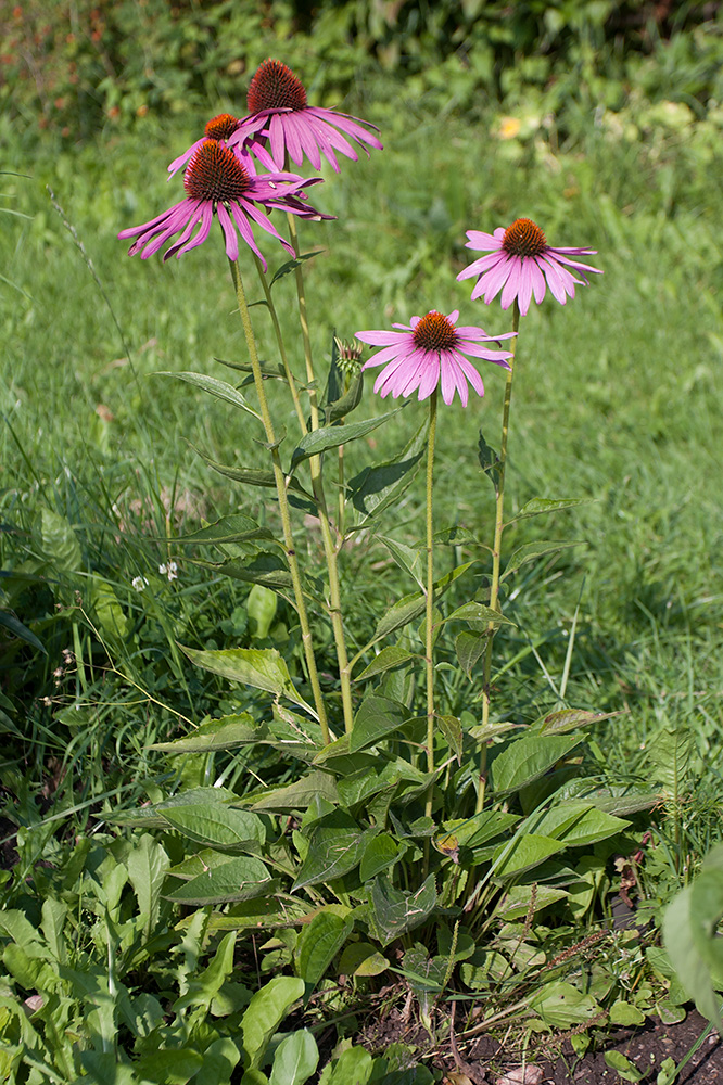 Изображение особи Echinacea purpurea.