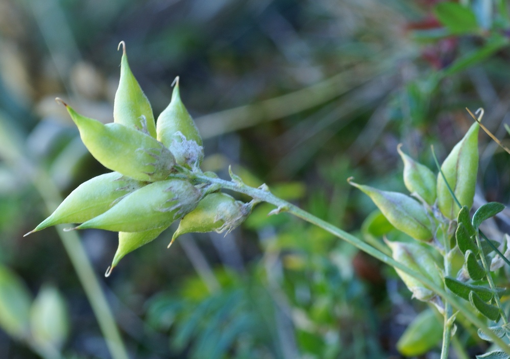 Изображение особи Oxytropis mandshurica.