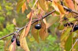 Rhamnus diamantiaca. Веточка с плодами и листьями в осенней окраске. Приморский край, Уссурийский р-н, окр. с. Монакино, обочина лесной дороги. 23.09.2014.