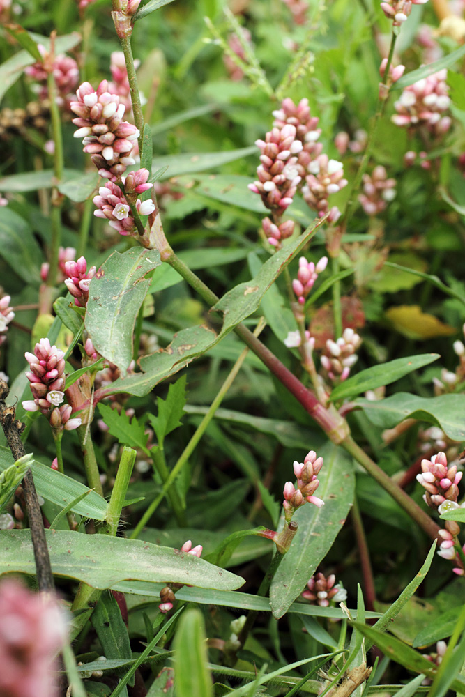 Image of Persicaria maculosa specimen.
