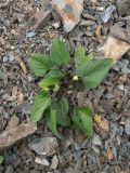 Viola somchetica