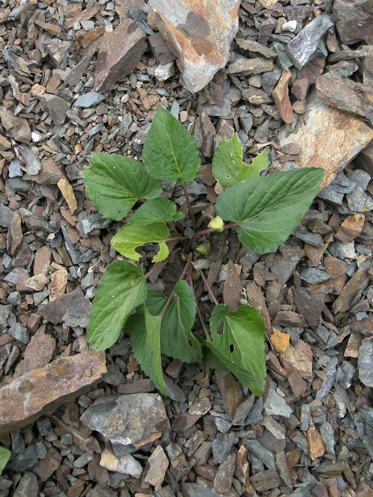 Image of Viola somchetica specimen.