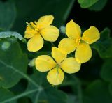 Chelidonium majus. Цветки. Московская обл., Раменский р-н, окр. ж.-д. платформы Хрипань, лесная дорога. 12.05.2014.
