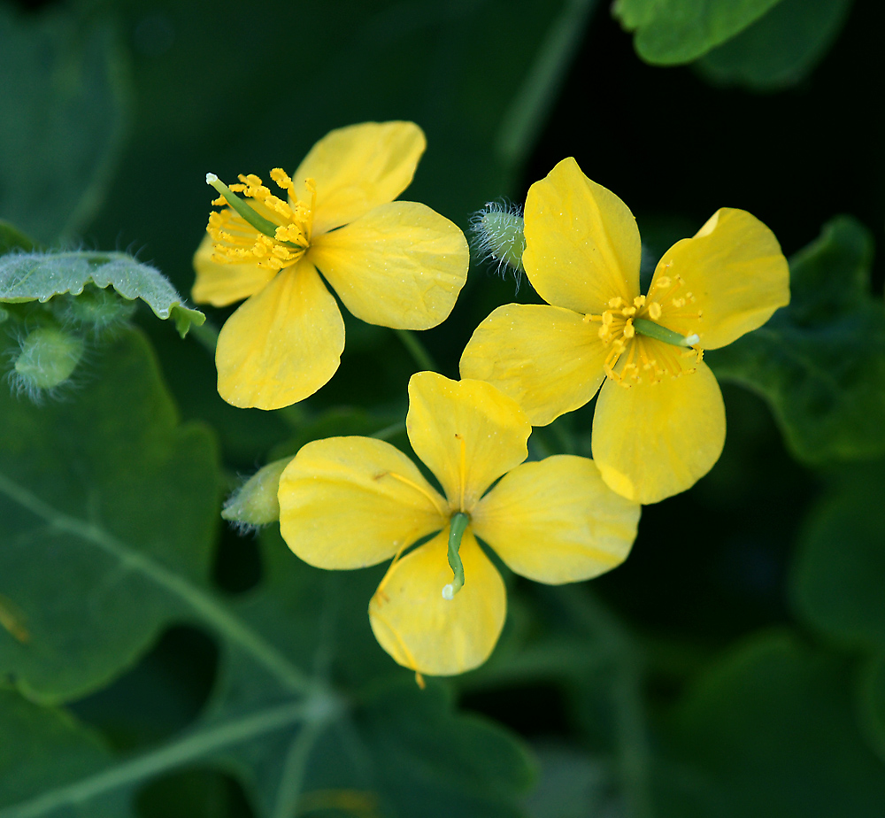 Image of Chelidonium majus specimen.