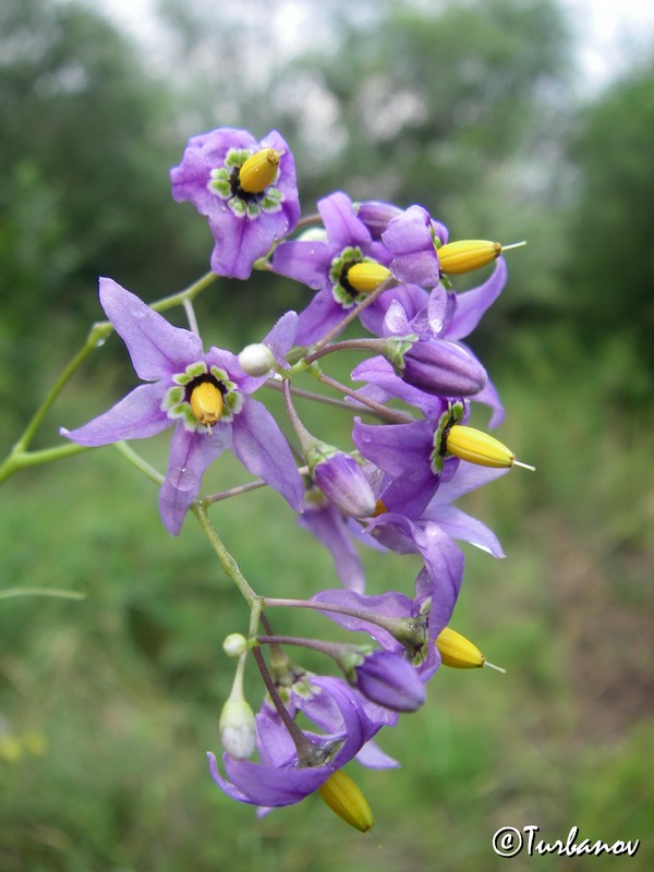 Image of Solanum kitagawae specimen.
