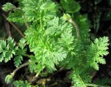 Erodium cicutarium