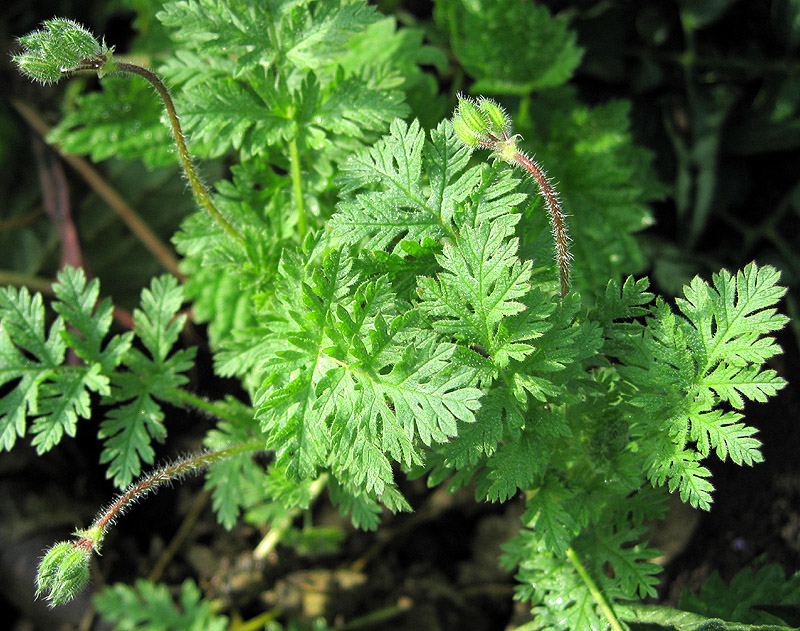 Изображение особи Erodium cicutarium.