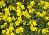 Linum flavum