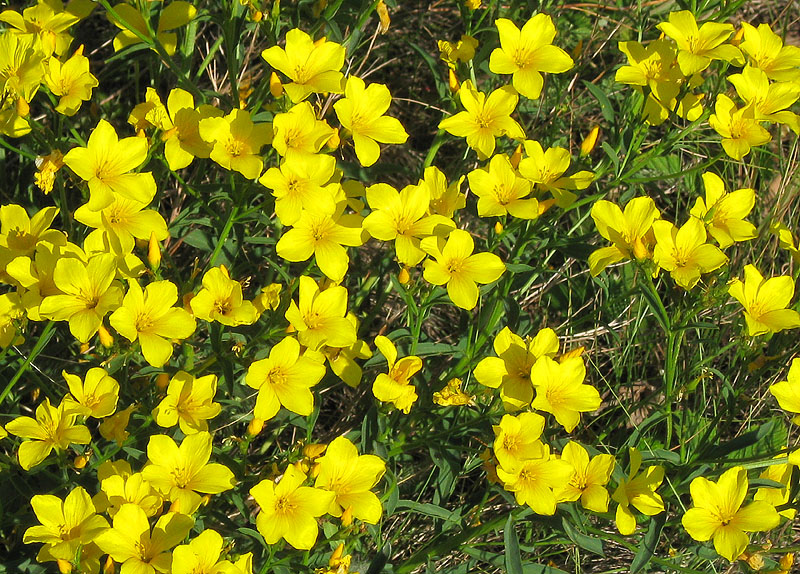 Изображение особи Linum flavum.