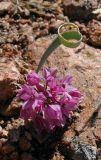 Allium oreophilum