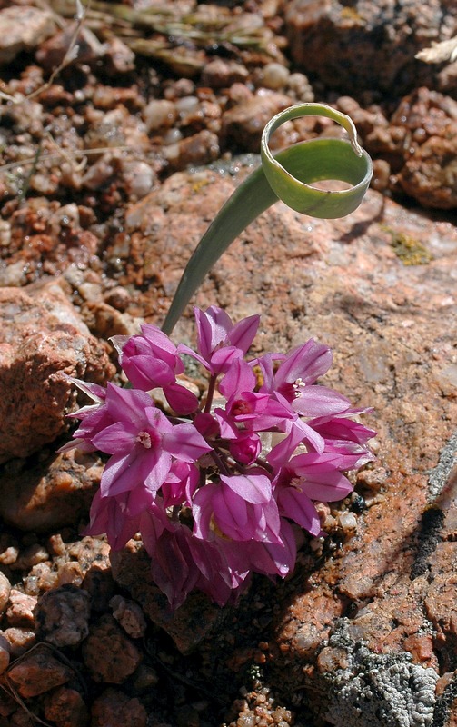 Изображение особи Allium oreophilum.