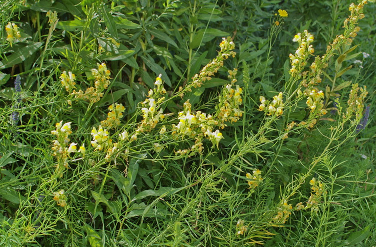 Изображение особи Linaria vulgaris.