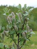 Salix glauca