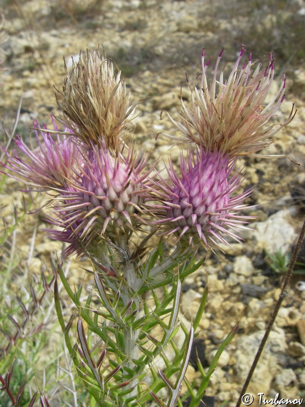 Изображение особи Lamyra echinocephala.