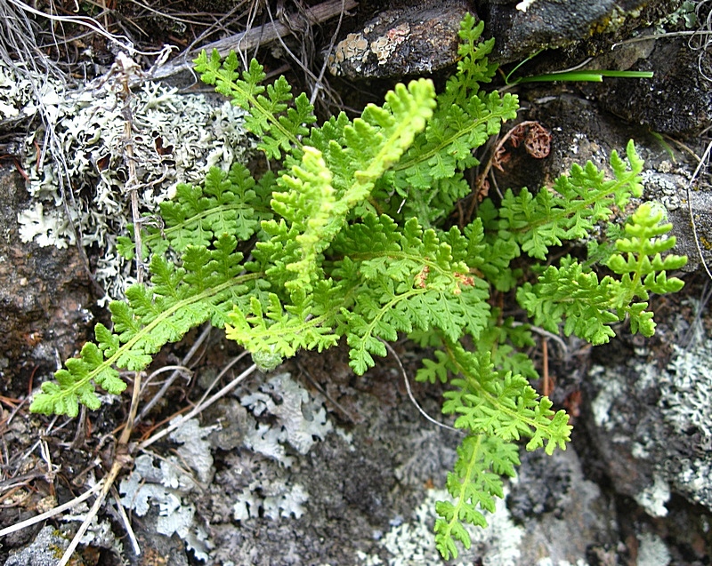 Image of Woodsia ilvensis specimen.