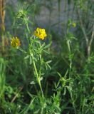 Medicago falcata