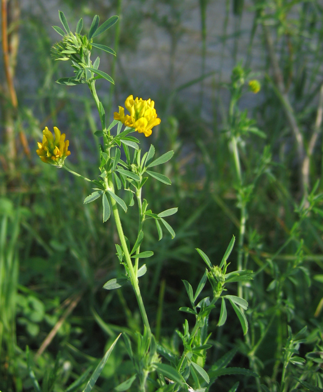 Изображение особи Medicago falcata.