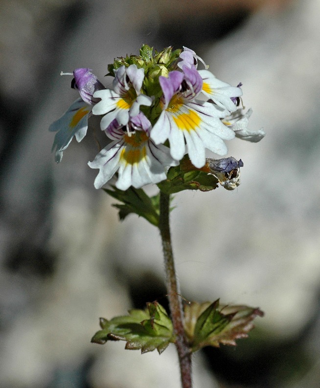 Изображение особи Euphrasia hyperborea.