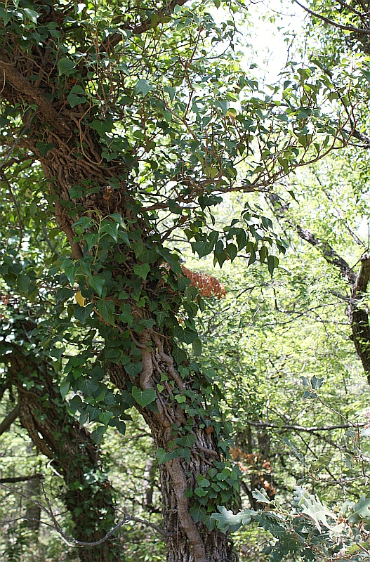 Image of Hedera helix specimen.