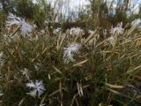 Dianthus arenarius