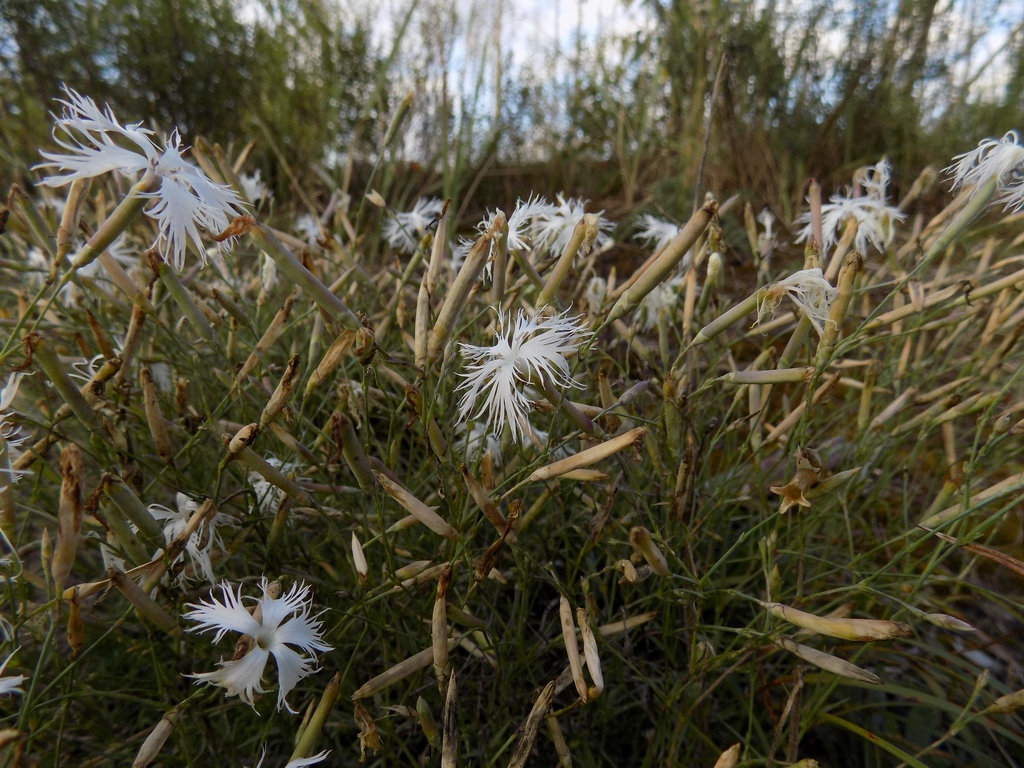 Изображение особи Dianthus arenarius.