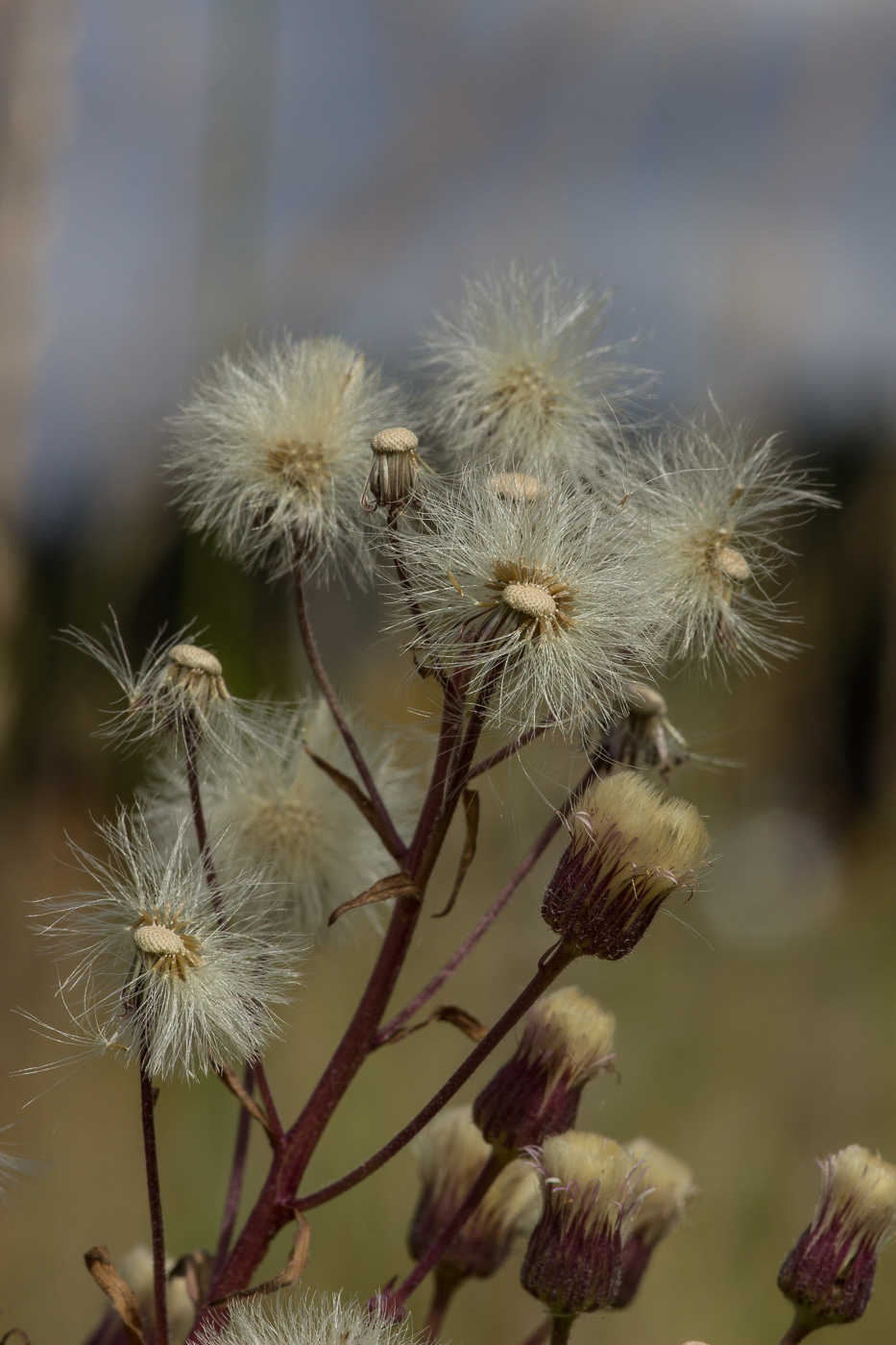 Image of Erigeron uralensis specimen.