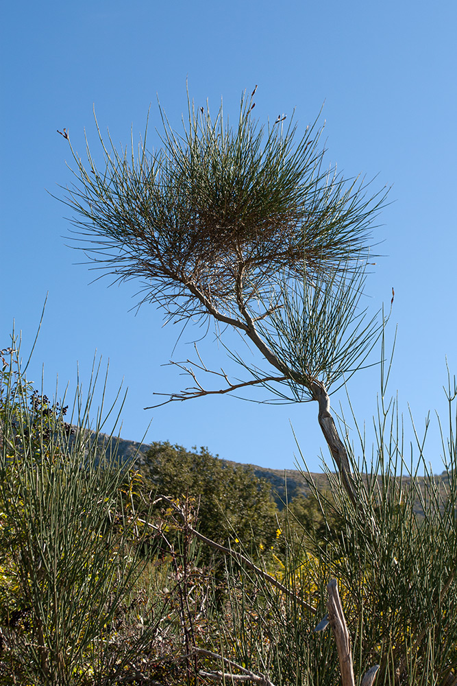 Image of Spartium junceum specimen.