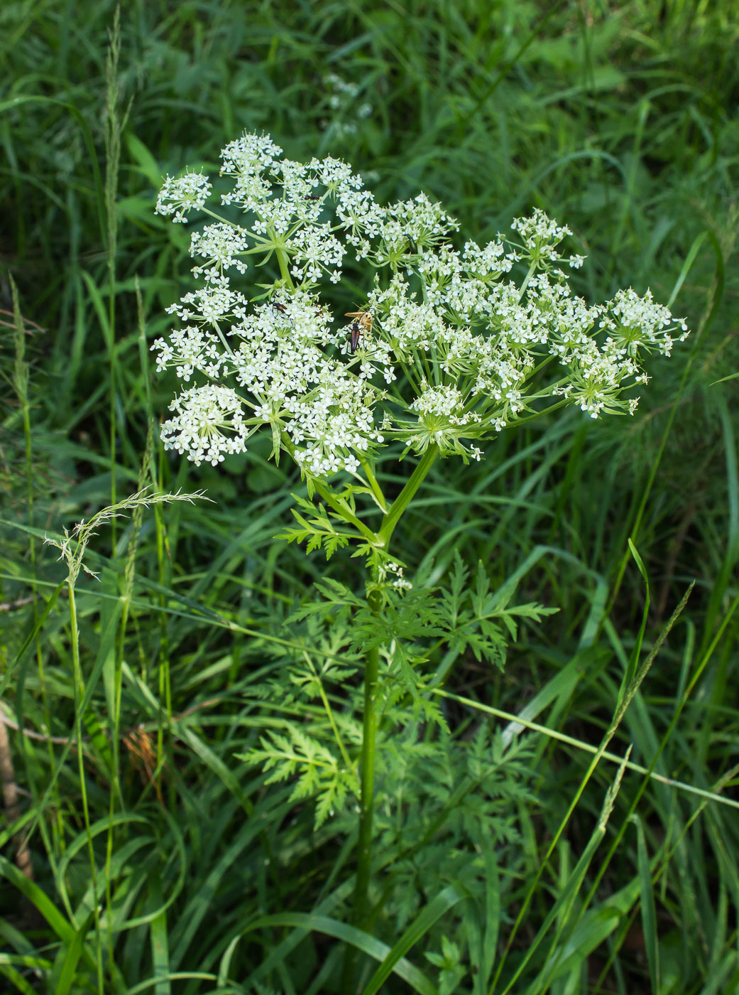 Изображение особи Pleurospermum uralense.