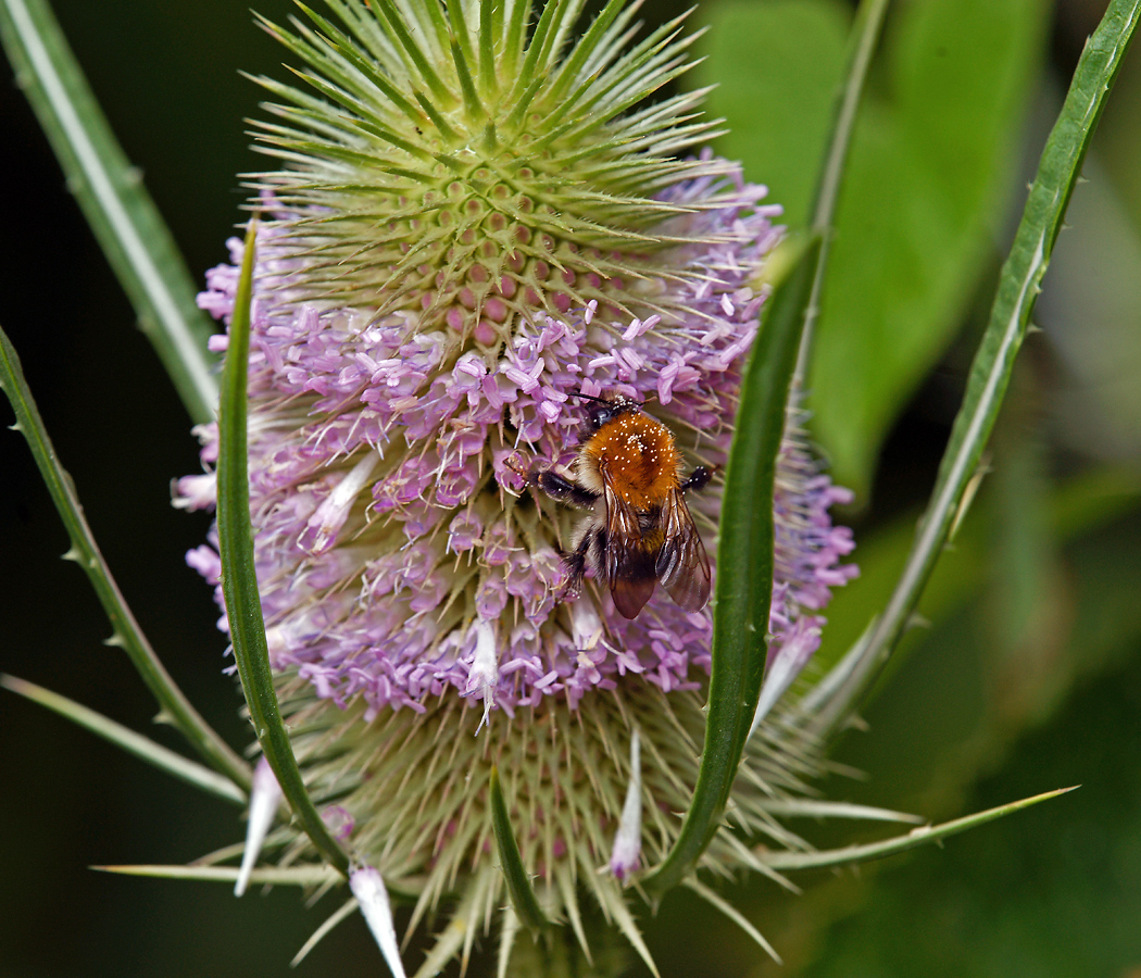 Изображение особи Dipsacus fullonum.