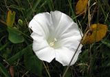 Calystegia sepium. Цветок и листья. Украина, Волынская обл., Ратновский р-н, с. Залухов, осушенный торфяник. 31 июля 2009 г.