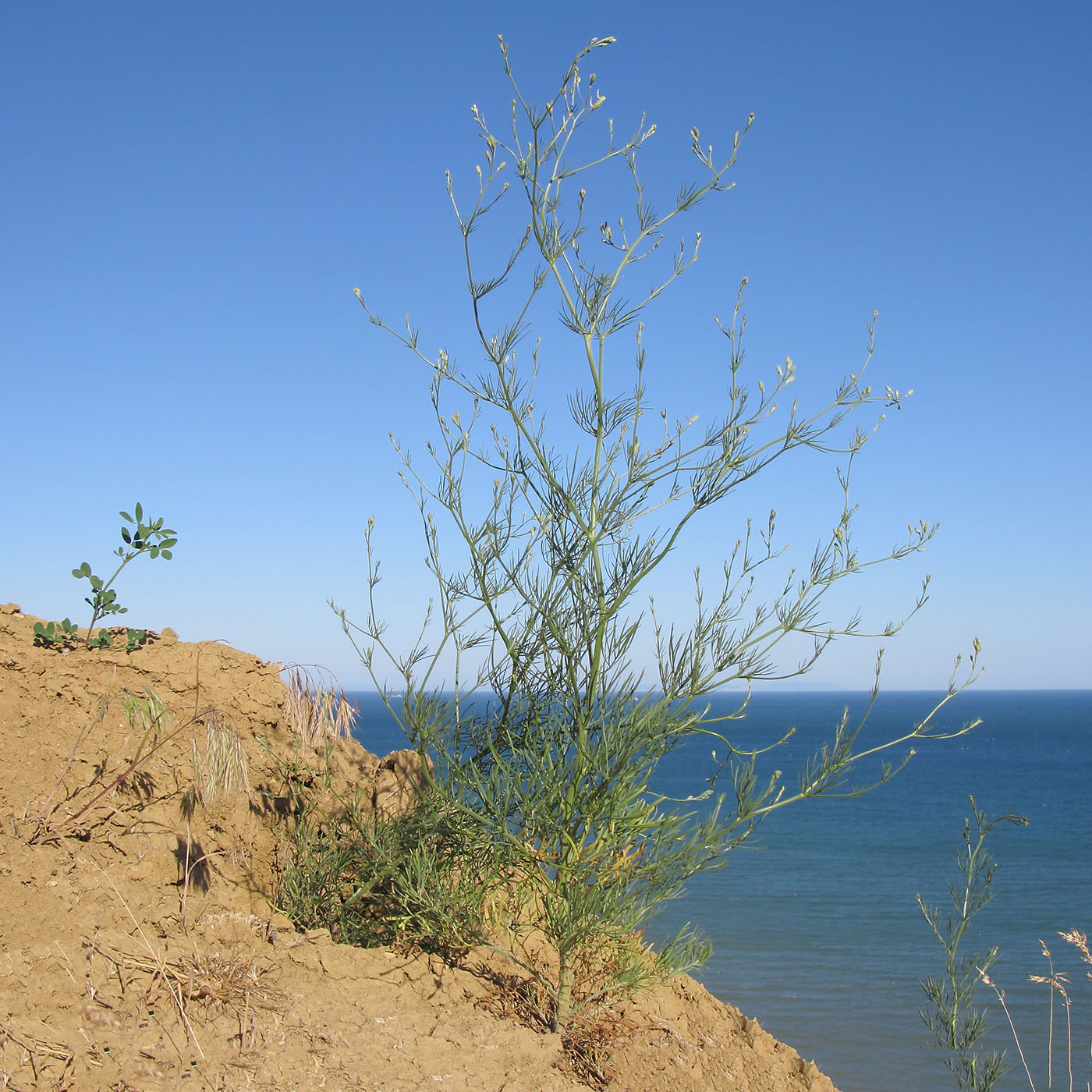 Изображение особи Delphinium paniculatum.