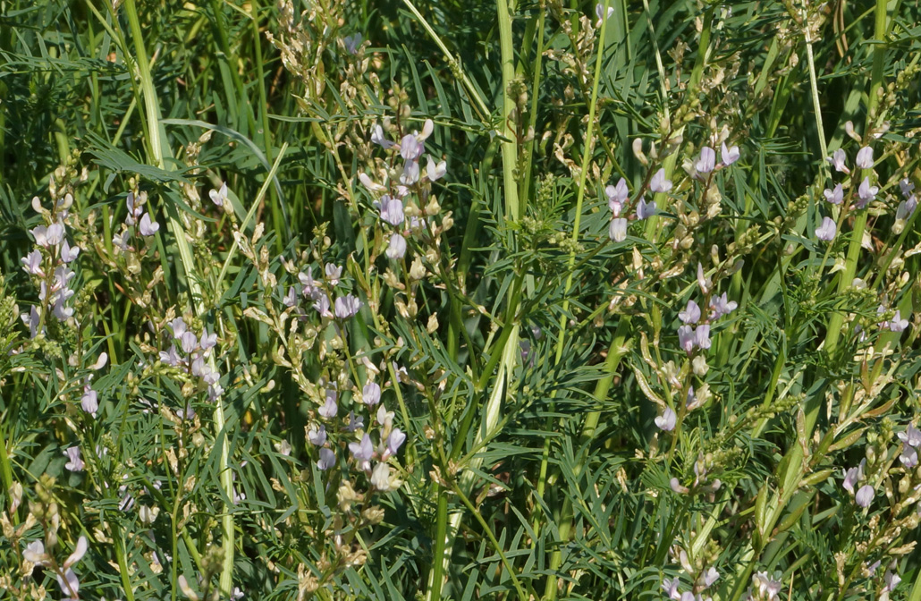 Image of Astragalus sulcatus specimen.