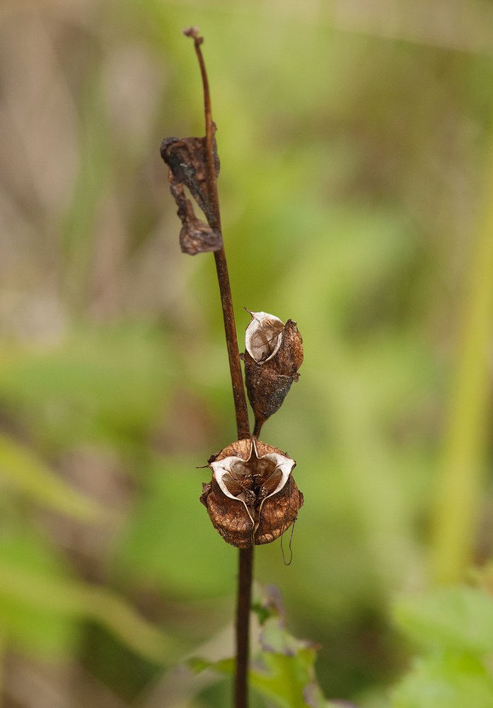 Image of Pedicularis sceptrum-carolinum specimen.