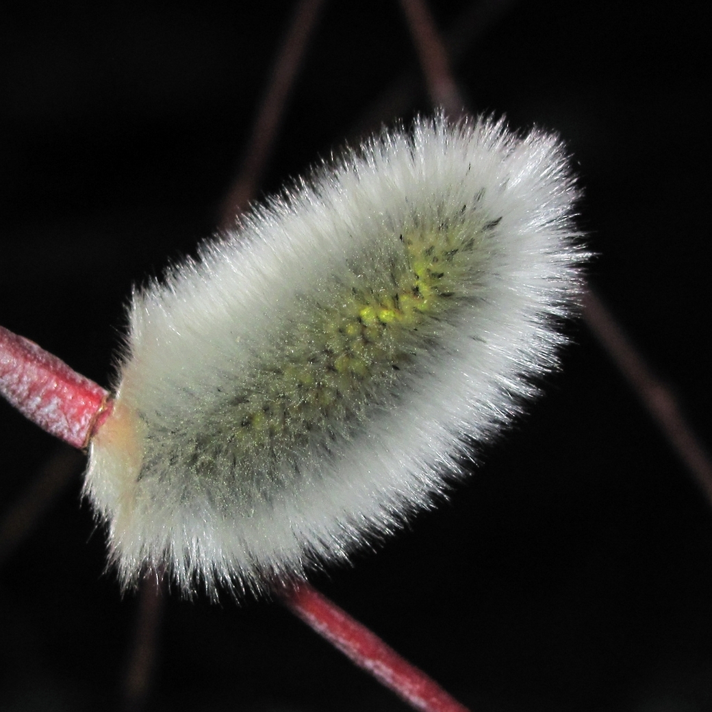 Изображение особи Salix acutifolia.