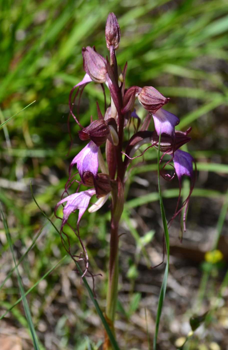 Image of Himantoglossum comperianum specimen.