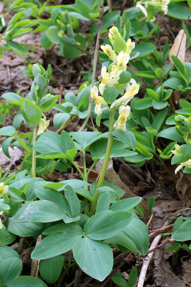 Image of Corydalis marschalliana specimen.