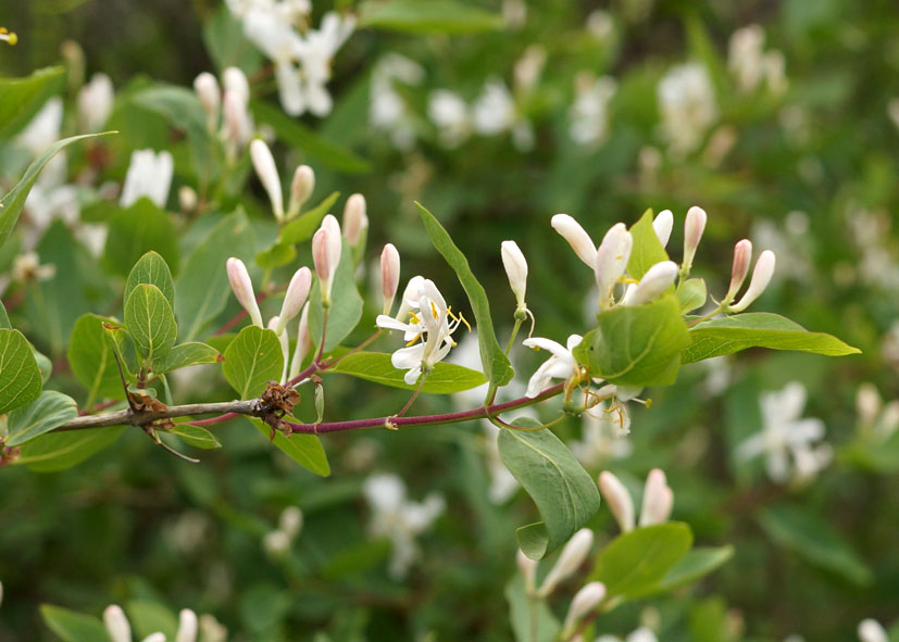 Image of Lonicera tatarica specimen.