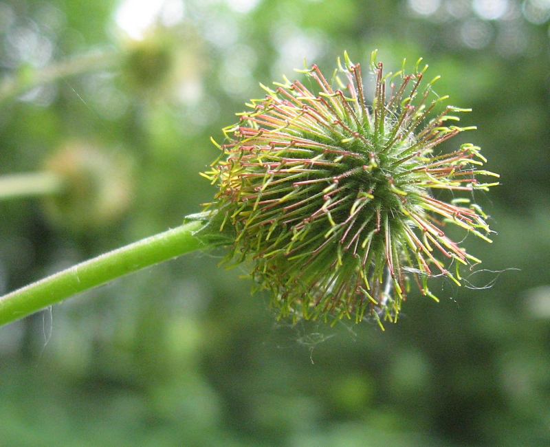 Image of Geum macrophyllum specimen.