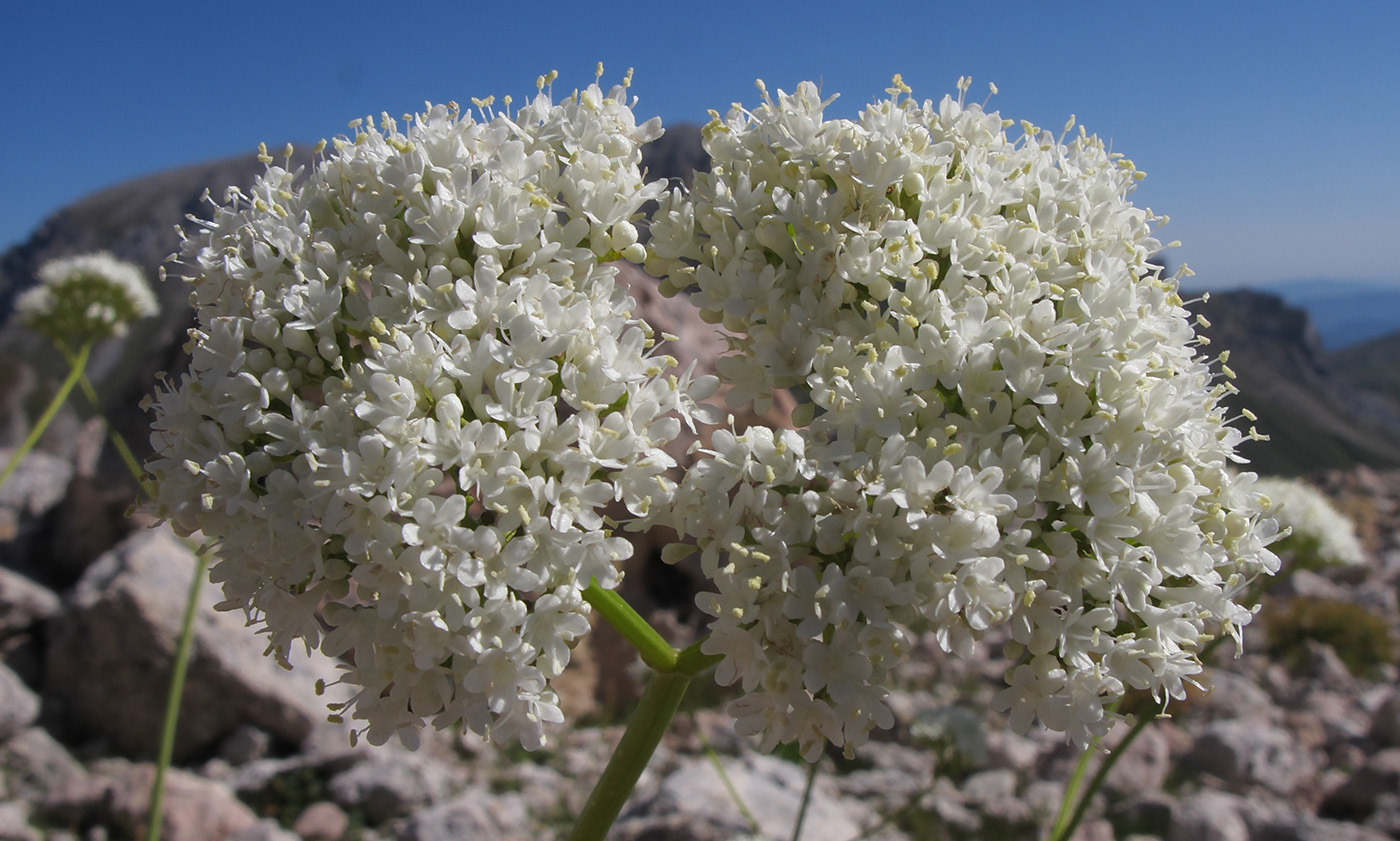 Изображение особи Valeriana alliariifolia.