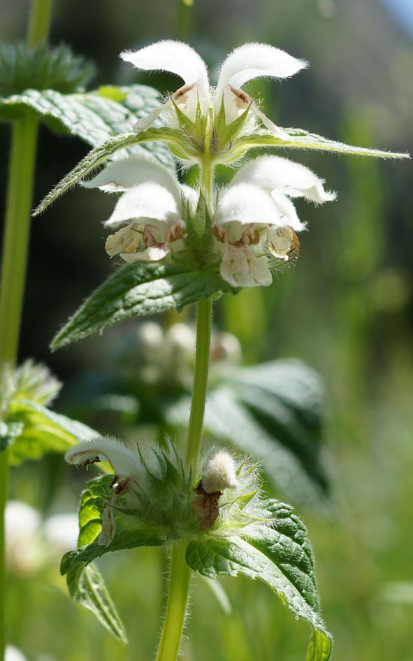 Изображение особи Stachyopsis lamiiflora.
