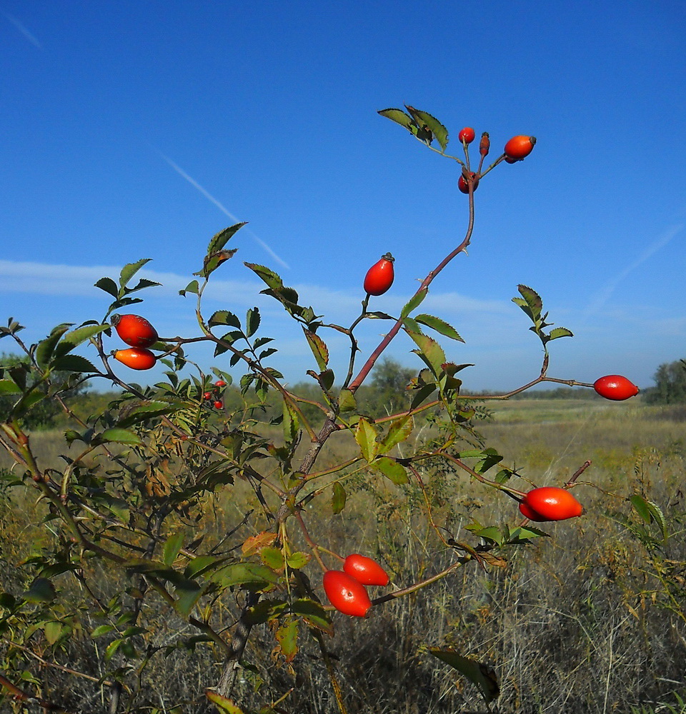 Image of Rosa canina specimen.