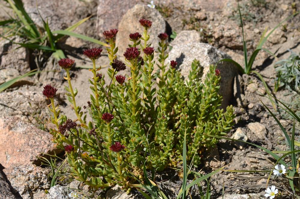 Изображение особи род Rhodiola.